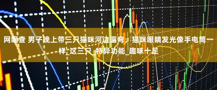 网眼查 男子晚上带三只猫咪河边遛弯，猫咪眼睛发光像手电筒一样_这三只_特异功能_趣味十足